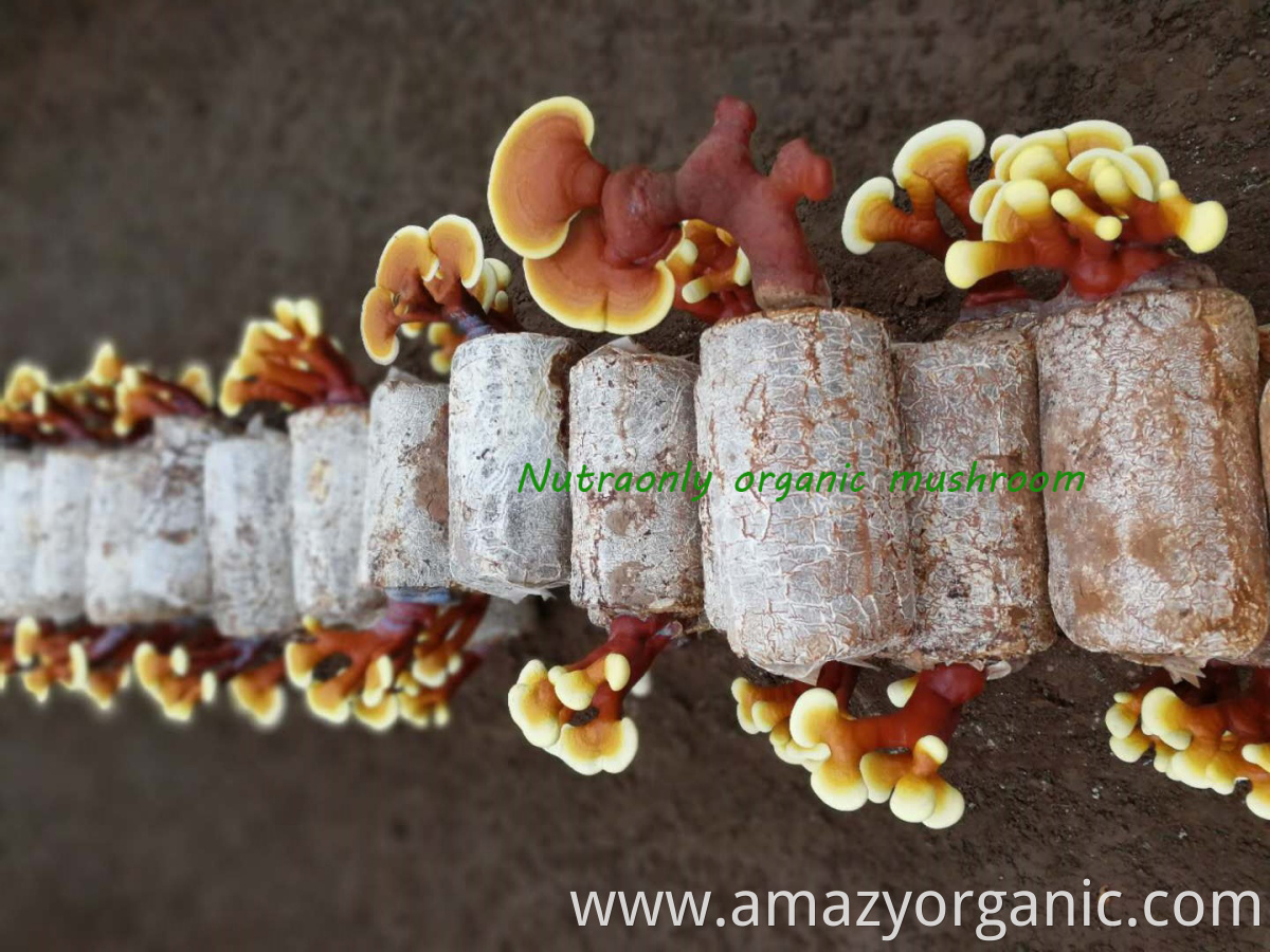 Factory supply top quality reishi mushroom extract capsules reishi extract capsule mushroom extract capsule